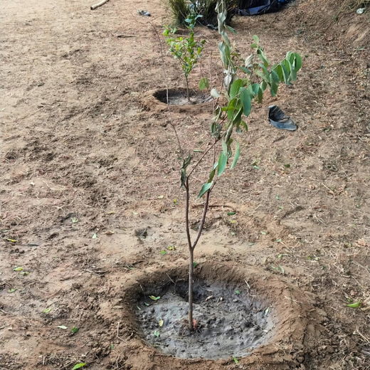 "Eco-Engagement: MongoDB’s Urban Forest Tree Planting for a Greener World" – 6 months