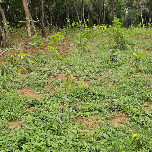 Cultivating Urban Change: Zededa India’s Tree Planting Drive – 1 year