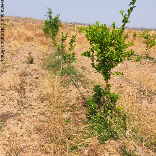 Green Hands, Green Lands: Investa Pumps’ CSR in Action – 1 year