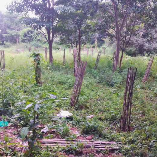 Innovation Meets Nature: Voya India’s Urban Forest for Employee Engagement – 1 year