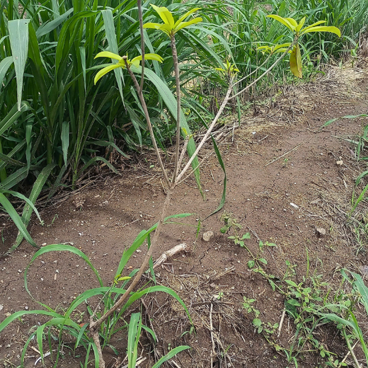 40 Years Strong: Planting Trees, Growing Memories in Agroforests – 1 year
