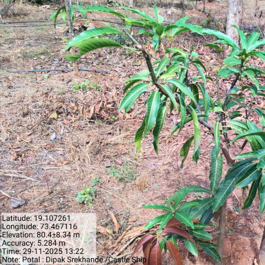 Beyond the Waves: Castle Ships’ Agroforestry Drive for Climate Action – 1 year