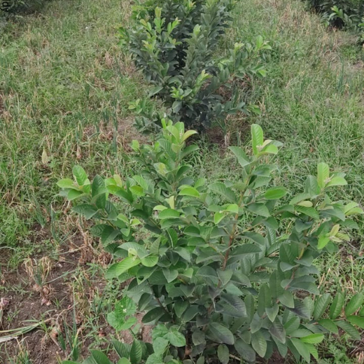 Planting Impact at CPHI India 2024: Dr. Reddy’s Agroforestry Journey – 2 years