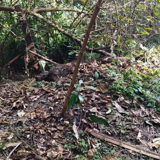 “Cimpress Mumbai Goes Green: Creating Urban Forests Through Employee Engagement” – 6 months