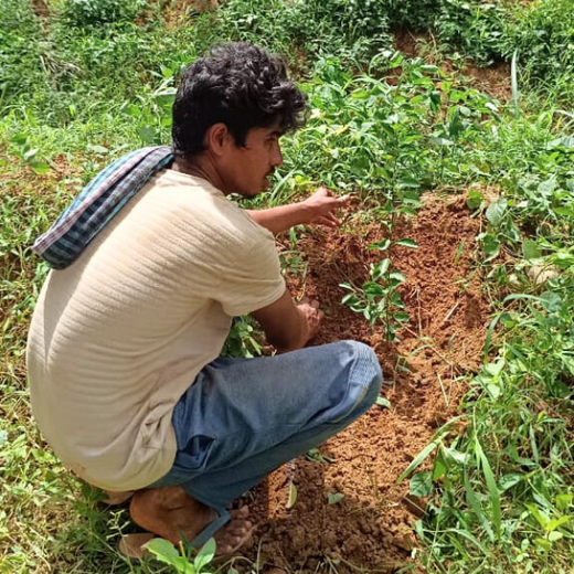Agroforest Ambitions: Talent500 Plants the Seeds for a Greener Bangalore – Planting