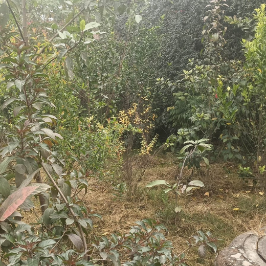 Indus Valley Partners: Empowering Employees Through Urban Forest Creation – 1 year