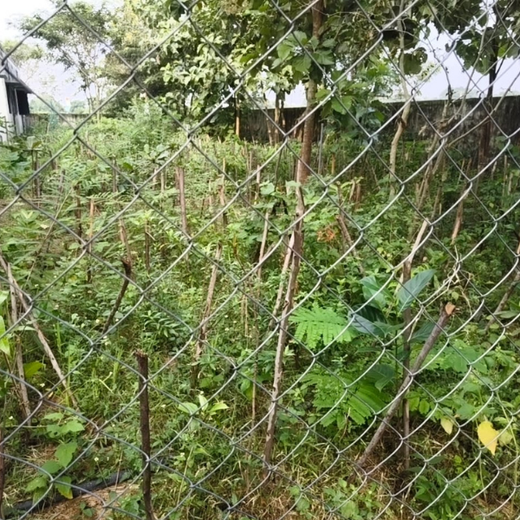 Caterpillar's Legacy: A Thriving Learning forest in Kilambakkam – 2 years