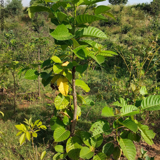 Delivering Sustainability: KWE's Eco-Conscious CSR Journey – 2 years