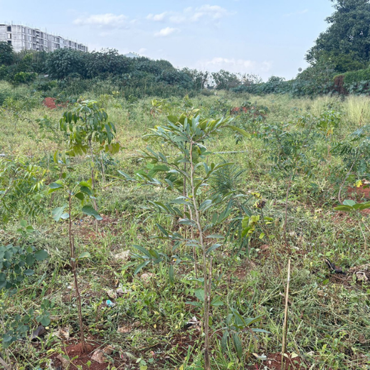 TotalEnergies Brings Together Teams to Grow an Urban Micro Forest – 1 year