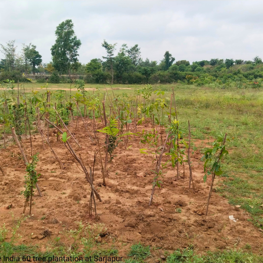 NatWest Digital Services India’s Urban Forest Initiative in Bengaluru – 1 year