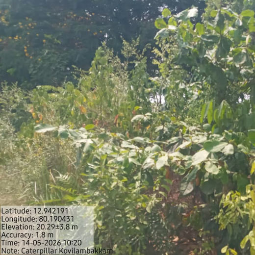 Caterpillar's Legacy: A Learning forest in Kovilambakkam, Chennai – 2 years