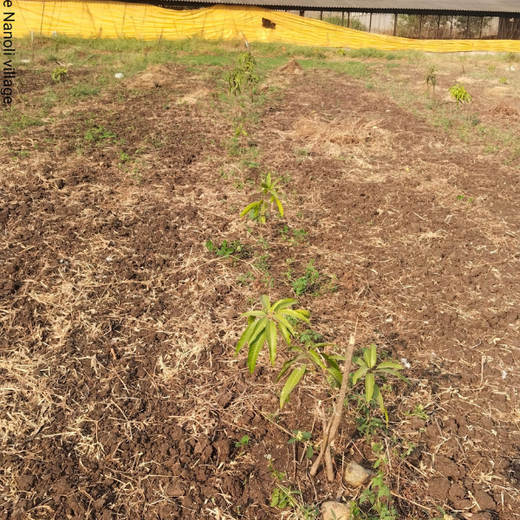 Gensol Goes Green: Agroforestry for Employees in Pune – 6 months