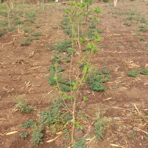 Where Triumph Meets Tradition: TARC's Tree Plantation for Event Winners – 6 months