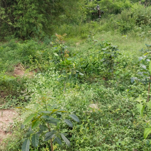 Cultivating Urban Change: Zededa India’s Tree Planting Drive – 6 months