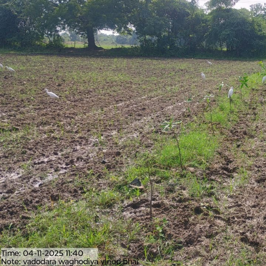 Apollo Tyres: Growing Livelihoods and Green Cover in Gujarat – 1 year