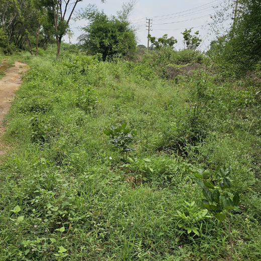 “Cimpress Bangalore's Green Quest: Building Urban Forests, Empowering Employees” – 1 year