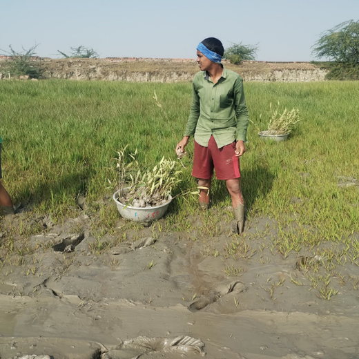 Decarbonizing Aviation with Mangroves: SAFA at India Climate Week 2026 – Planting