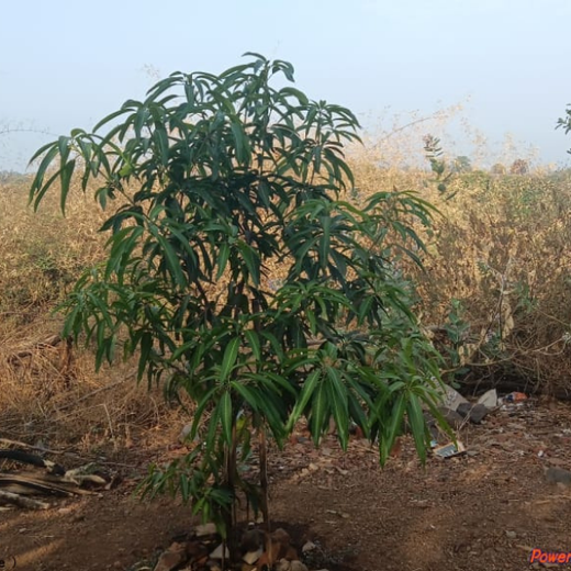 Group Landmark’s ROAR: Driving CSR Through Agroforests – 2 years