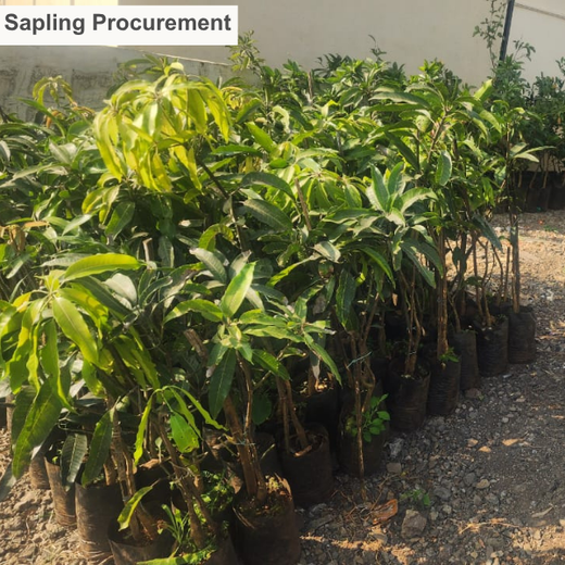 40 Years Strong: Planting Trees, Growing Memories in Agroforests – Planting
