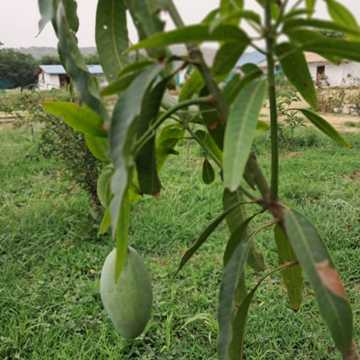 "Eco-Engagement: MongoDB’s Urban Forest Tree Planting for a Greener World" – 1 year