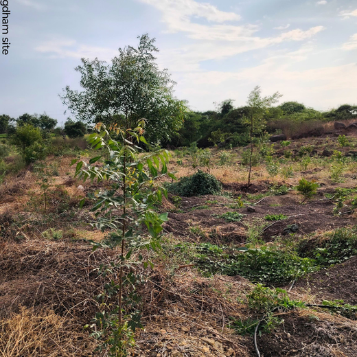 Building a Greener Future: Light & Wonder's Urban Forest Initiative for Sustainability – 1 year