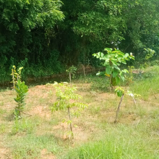 Tech Meets Trees: Zafin’s Urban Forest for ESG and Beyond – 2 years