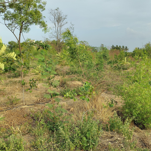 Valmont Structures: Growing Urban Forests, Growing Responsibility – 6 months