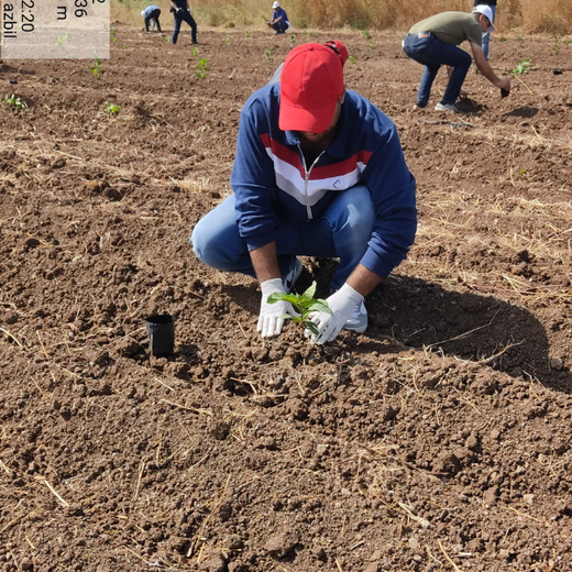 Forbes Grows Opportunity: Agroforest Initiative for Environmental and Economic Resilience – Planting