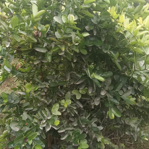FAIRFOX IT INFRA: Connecting Employees with Nature – 1 year
