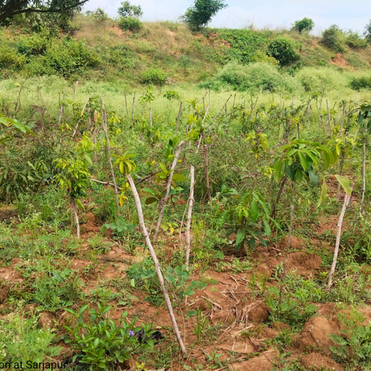 Delivering Sustainability: KWE's Eco-Conscious CSR Journey – 1 year