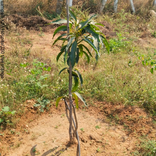 Dr. Shilpi Reddy Foundation & KIMS Hospital: A Tree for Each Girl Born – 6 months