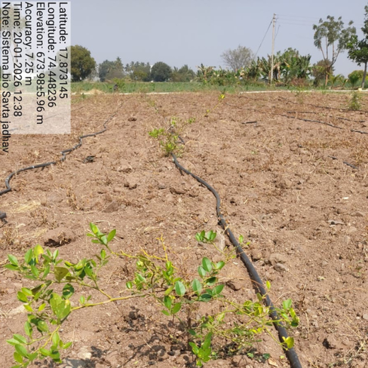 Digester to Forest: Sistema.bio’s Regenerative Agroforest Drive – 2 years