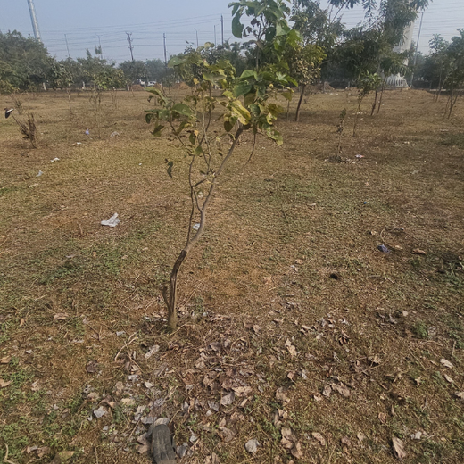 Urban Renewal Through Trees: BN Group's Urban Forest CSR Initiative – 6 months