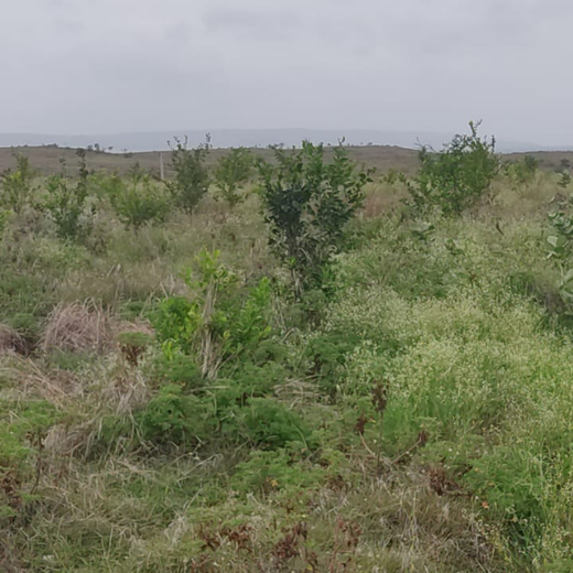 Investa Pumps Cultivates Change: A CSR Initiative for Agroforestry and Sustainability – 1 year