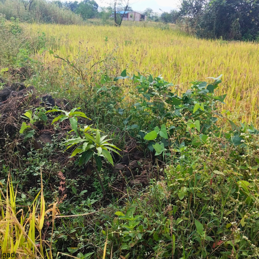 AgroForestry for Digital Payment Awareness Week - By Reserve Bank Of India(RBI) – 1 year