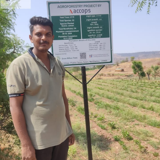 Accops Brings Green Gifts to Diwali: A Tree Plantation Initiative in Agroforestry – 6 months