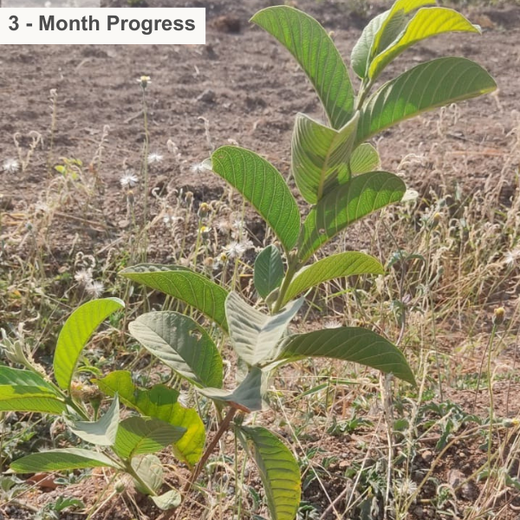 AIT’s Green Start to 2025: Growing Bonds, Growing Trees – 6 months
