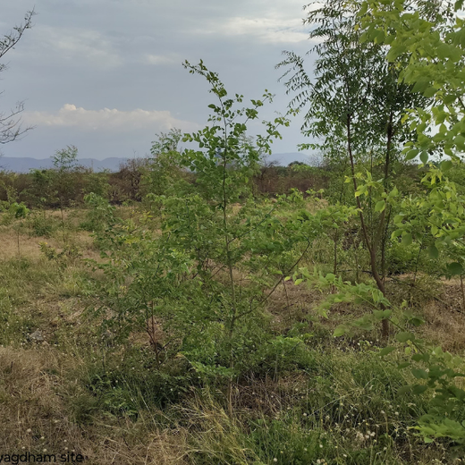 Alliance Bernstein’s Step Toward Greener Cities with Urban Forest Engagement – 6 months