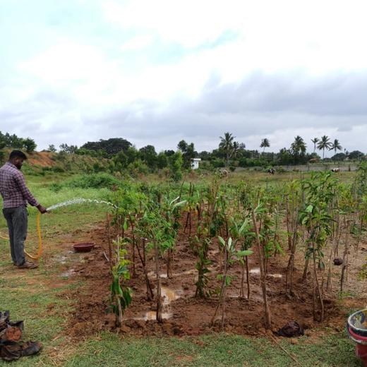 NatWest Digital Services India’s Urban Forest Initiative in Bengaluru – 1 year
