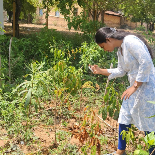 Caterpillar's Legacy: A Learning forest in Denkanikottai Tamilnadu – 1 year