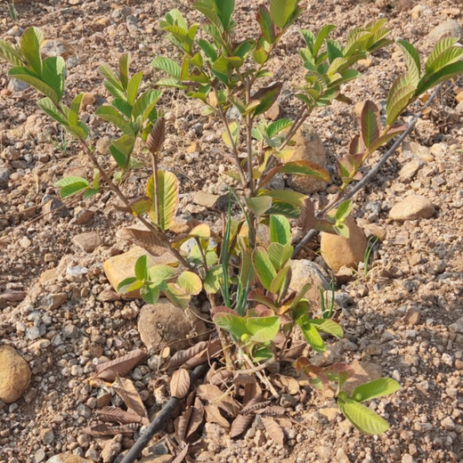 Reforesting with Purpose: We4All’s Tree Plantation for Climate & Livelihood – 3 years