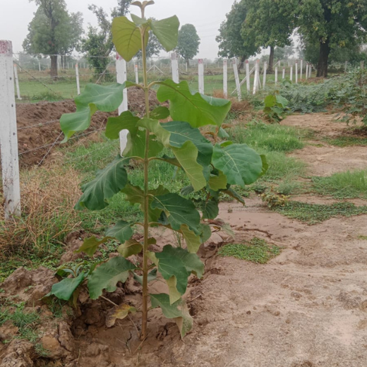 Apollo Tyres: Growing Livelihoods and Green Cover in Gujarat – 3 years