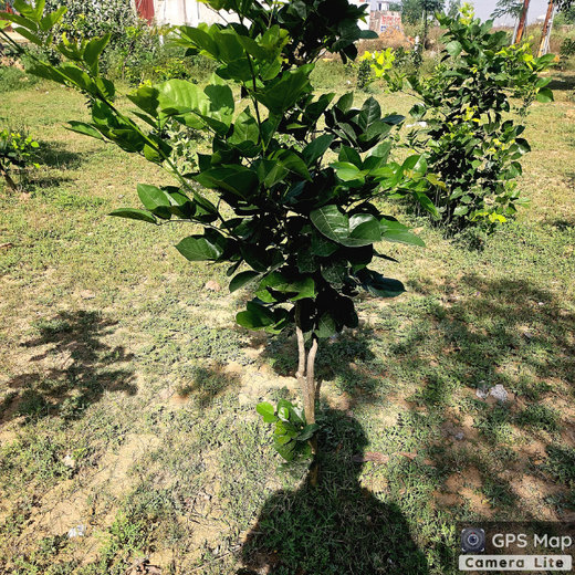 Celebrating Environment Day: IVP Employees Take Root in Sustainability – 1 year