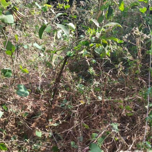Agroforest Ambitions: Talent500 Plants the Seeds for a Greener Bangalore – 6 months