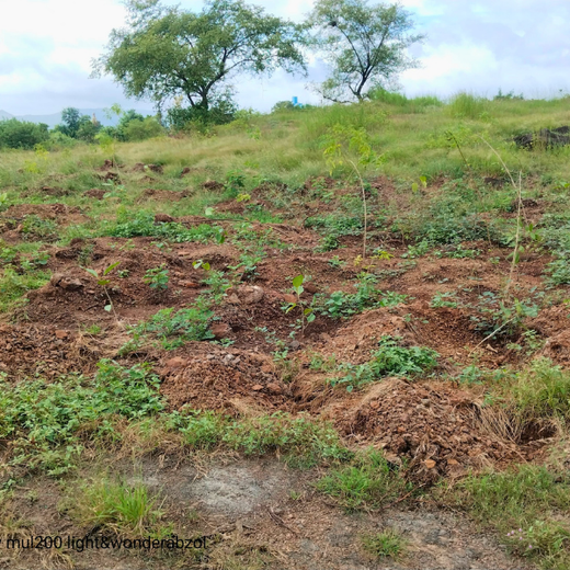Building a Greener Future: Light & Wonder's Urban Forest Initiative for Sustainability – 6 months