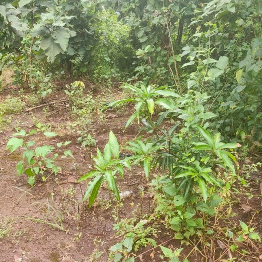 Beyond the Waves: Castle Ships’ Agroforestry Drive for Climate Action – 1 year