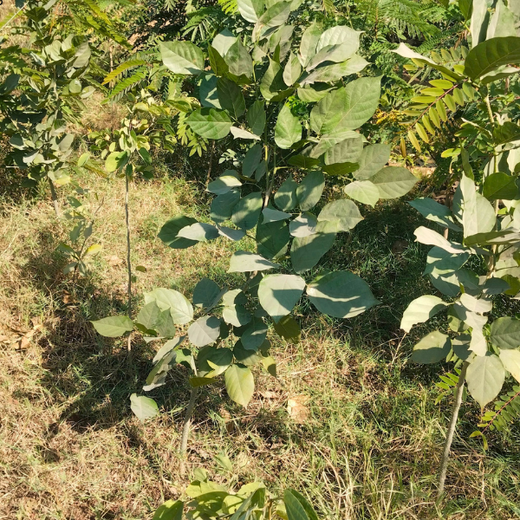Greening Ahmedabad: Cimpress’s Urban Forest Initiative – 6 months