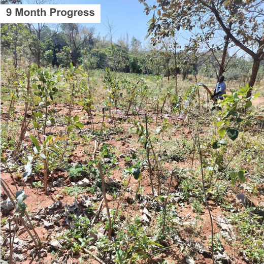 Growing Sustainability: OneAdvanced’s Green CSR Initiative – 1 year