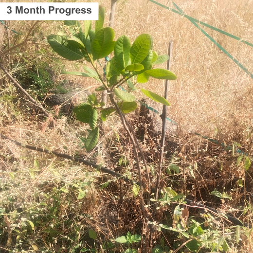 AgroForestry for Digital Payment Awareness Week - By Reserve Bank Of India(RBI) – 6 months