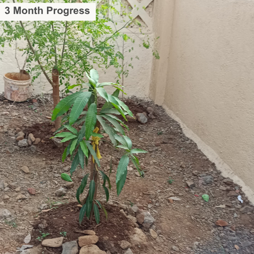Agroforests in Action: Howden Insurance Employees Make an Impact – 6 months